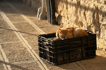 A Cat Sleeping in a Box