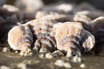 Tree fungus on a dead tree trunk