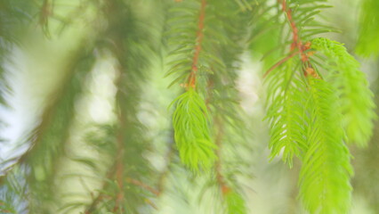 Fir tree or spruce buds. Young growth of yellow color on common spruce. Slow motion.