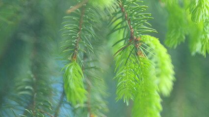 Green young needles on the branches of a spruce. Young spruce branch with bright green needles....