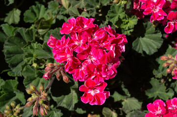 Flores rojas de geranio en primavera