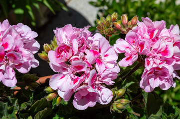 Flores rosas de geranio