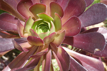Aeonium mardi gras