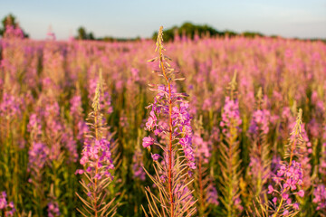 Fototapeta premium Fireweed, Chamerion angustifolium growing and blooming on a field in Estonian nature