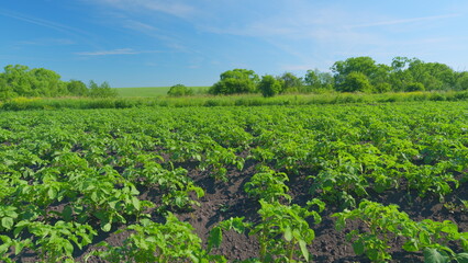 Bush of young potatoes. Growing potato in farm. Organic food concept. Wide shot.