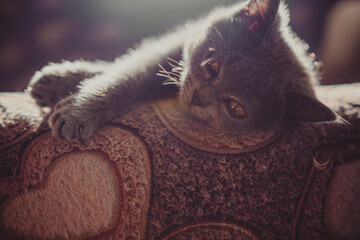 Gray Cat Laying on Top of Bed. A gray cat is resting comfortably on top of a bed in a relaxed...