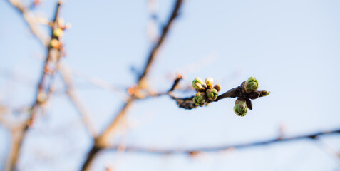 A tree branch with small buds contrasts against the vivid blue sky in this springtime scene.