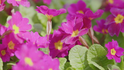 Spring flowers of primula juliae or julias primrose or purple primrose in the spring garden.