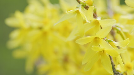 Flowering forsythia in spring. Yellow flowers on a branch in spring. Selective focus.