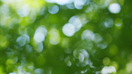 Fototapeta premium Focus bokeh background. Abstract nature bokeh background with light leak. Blur.