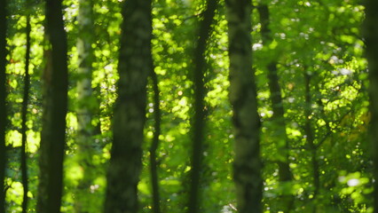 Fototapeta premium Abstract blurred nature background with bokeh. Light leak forest bokeh. Blur.