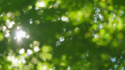 Green leaves bokeh out of focus background from nature forest. Green forest bokeh blur background. Blur.