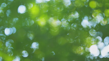 Obraz premium Abstract blurred nature background with bokeh. Light leak forest bokeh. Blur.
