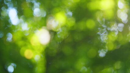 Blur abstract background. Green bokeh under sunshine and tree leaves. Blur.