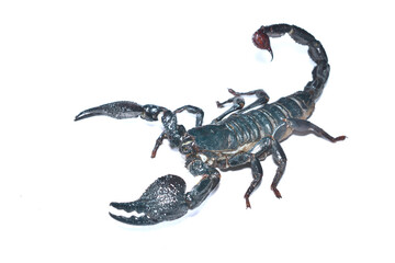 Closeup picture of a mature female of the emperor scorpion Pandinus imperator, a common pet species...