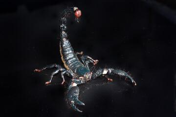 Closeup picture of a mature female of the emperor scorpion Pandinus imperator, a common pet species...
