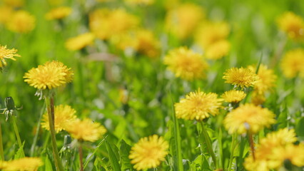 Flowers of spring. Bright yellow inflorescences-baskets of tongue flowers. Slow motion.