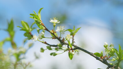Blooming cherry tree in the spring garden. Inflorescence of cherry on branches with leaves. Slow...