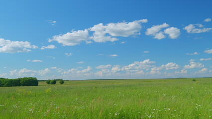 Meadow with forest and clouds fly through sky. Summer green landscape. Countryside. Timelapse.