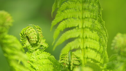 Wild fern nature concept. Beautiful green fern in the sun in the park. Green fern leaves lit by the...