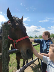 Children petting horses on the ranch.