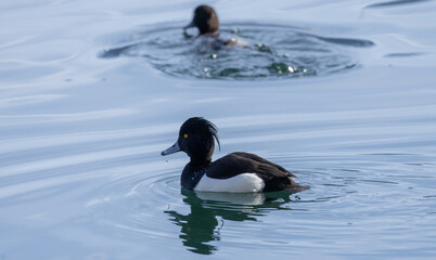  Reiherenten (Aythya fuligula)