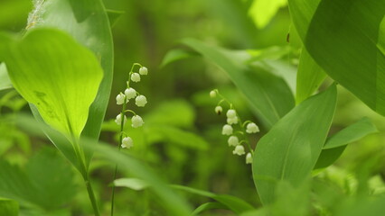 Lilies of valley in forest wind shakes. Convallaria majalis. Blossoming flowers of lily of valley....