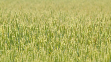 Fototapeta premium Green yellow wheat crop standing in field and blowing in wind. Bright gold green mid summer growth. Slow motion.
