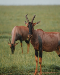 Topi stands alert in Masai Mara grasslands