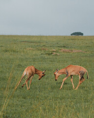 Young topis head-butting in lush Masai Mara.