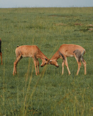 Young topis head-butting in lush Masai Mara.