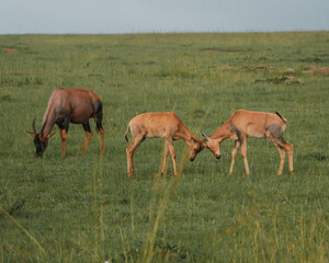 Young topis head-butting in lush Masai Mara.