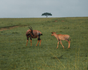 Naklejka premium Topis and calves grazing, Masai Mara, Kenya