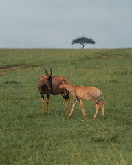 Topis and calves grazing, Masai Mara, Kenya