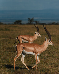 Two Grant's gazelles stride across Kenyan grassland
