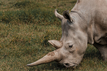 Najin one of the last two northern white rhinos at the Ol Pejeta Conservancy in Kenya