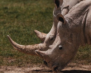 Southern white rhino in natural habitat, Ol Pejeta Conservancy