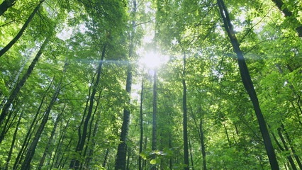 Fresh green deciduous forest. Sunlight in the green forest, summer time. Time lapse.