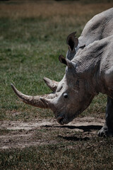 Fototapeta premium Southern white rhino in natural habitat, Ol Pejeta Conservancy