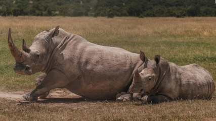 Fototapeta premium Southern white rhino in natural habitat, Ol Pejeta Conservancy