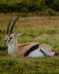 Alert Thomson's gazelle in expansive Kenyan savannah