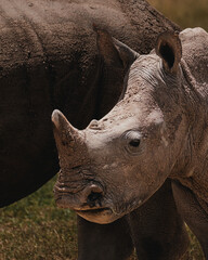 Southern white rhino in natural habitat, Ol Pejeta Conservancy