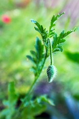 A single poppy bud hangs on stalk in front of frilly leaves.