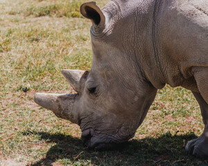Obraz premium Fatu - one of the last two northern white rhinos at the Ol Pejeta Conservancy in Kenya