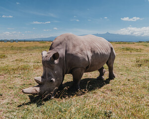 Obraz premium Last northern white rhinos grazing, Mount Kenya backdrop