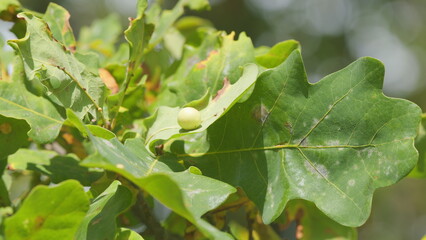 Oak apple or galls on a freen oak leaves. Galls or oak apples on a oak tree. Slow motion.