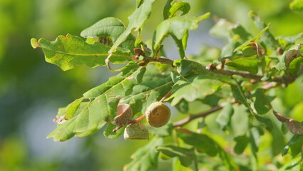 Acorn as it ripens on an oak tree in early autumn or quercus alba. Branch of oak tree with acorns in autumn forest. Slow motion.