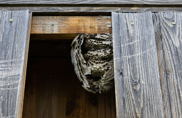 Cross-section of a wasp hive. Dry hive
