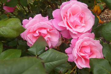 Obraz premium Rosa