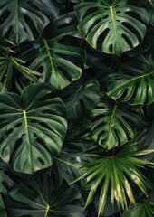 Dense pattern of vibrant green monstera leaves creating a tropical backdrop